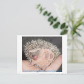 Carte postale Hérisson bébé (Debout devant)