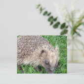 Carte postale Hérisson bébé (Debout devant)