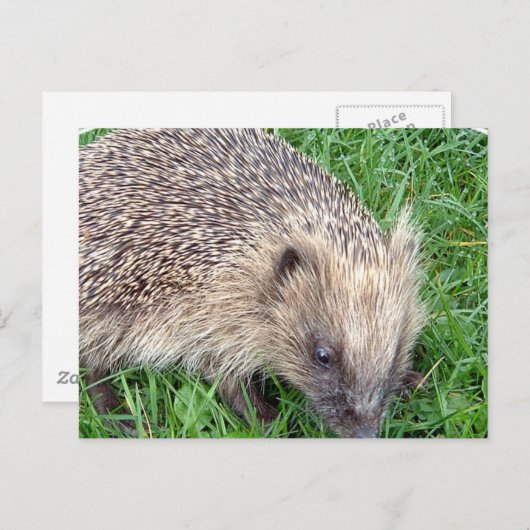Carte postale Hérisson bébé (Devant / Derrière)