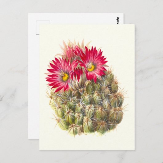 Carte postale Hérisson Cactus (Devant / Derrière)
