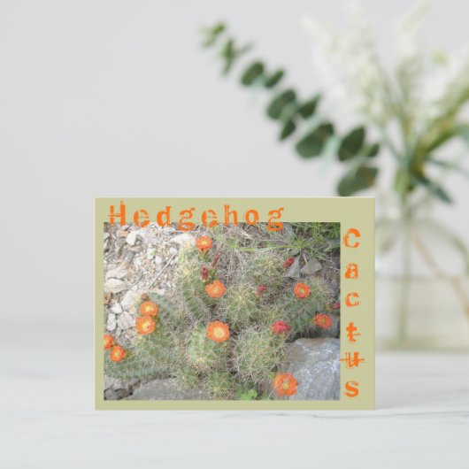 Carte Postale Hérisson Cactus (Debout devant)