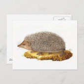 Carte Postale Hérisson de Woodland (Devant / Derrière)