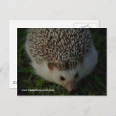 carte postale hérisson détendue (Devant / Derrière)