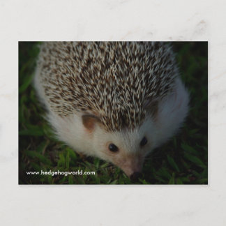 carte postale hérisson détendue