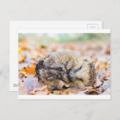 Carte Postale Hérisson enroulé allongé sur les feuilles en autom (Devant / Derrière)