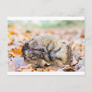 Carte Postale Hérisson enroulé allongé sur les feuilles en autom