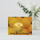 Carte Postale Hérisson orange frais (Debout devant)