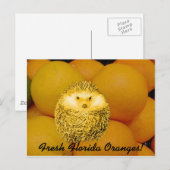 Carte Postale Hérisson orange frais (Devant / Derrière)