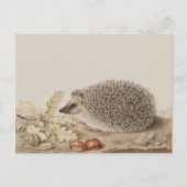 Carte Postale Hérisson par Giovanna Garzoni (Devant)