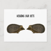 Carte Postale Hérisson se marier - Funny mariage de Hérisson (Devant)