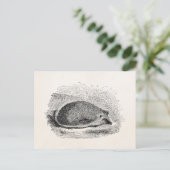 Carte Postale Hérisson vintage des années 1800 Illustration (Debout devant)