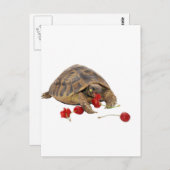 Carte Postale Hermann Tortoise et fraises (Devant / Derrière)
