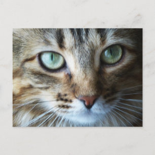 Carte Postale Hermione en haut