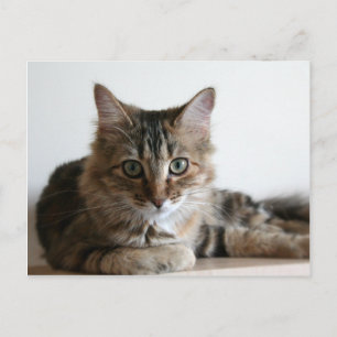 Carte Postale Hermione sur le plateau