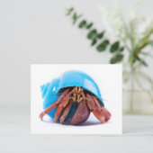 Carte postale Hermit Crab (Debout devant)