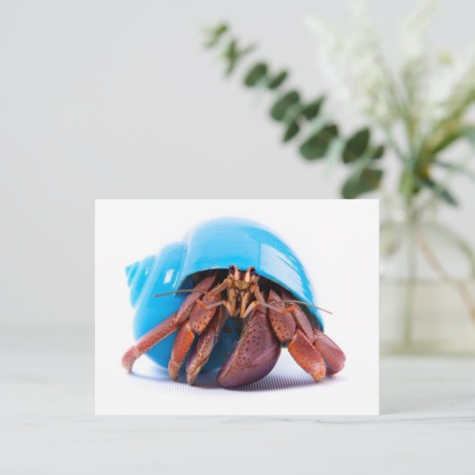 Carte postale Hermit Crab (Debout devant)