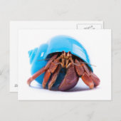 Carte postale Hermit Crab (Devant / Derrière)