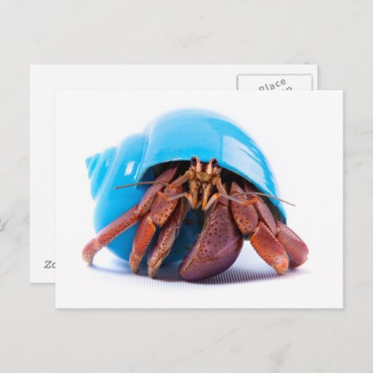 Carte postale Hermit Crab (Devant / Derrière)