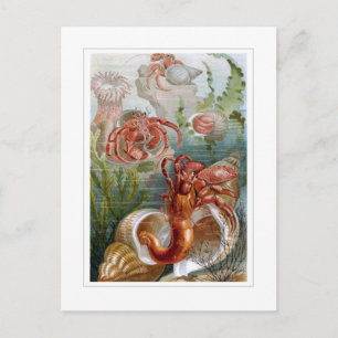 Carte Postale Hermit Crab