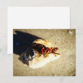 Carte Postale Hermit Crab Clearwater Beach Floride (Devant / Derrière)