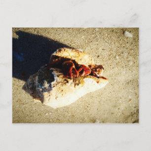Carte Postale Hermit Crab Clearwater Beach Floride