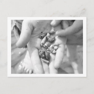 Carte Postale hermit crabs