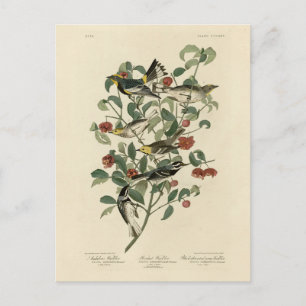 Carte Postale Hermite, autres fautes de guerre, Audubon's Birds