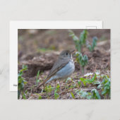 Carte Postale Hermite Thrush (Devant / Derrière)