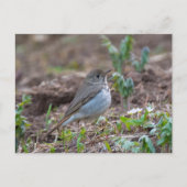 Carte Postale Hermite Thrush (Devant)
