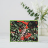 Carte Postale Hermite Thrush (Debout devant)