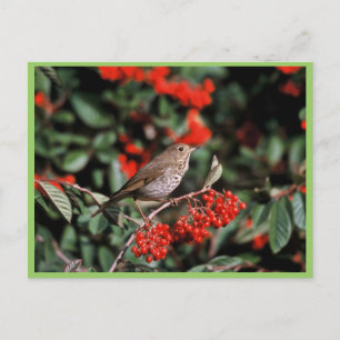 Carte Postale Hermite Thrush