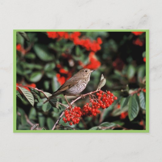 Carte Postale Hermite Thrush (Devant)