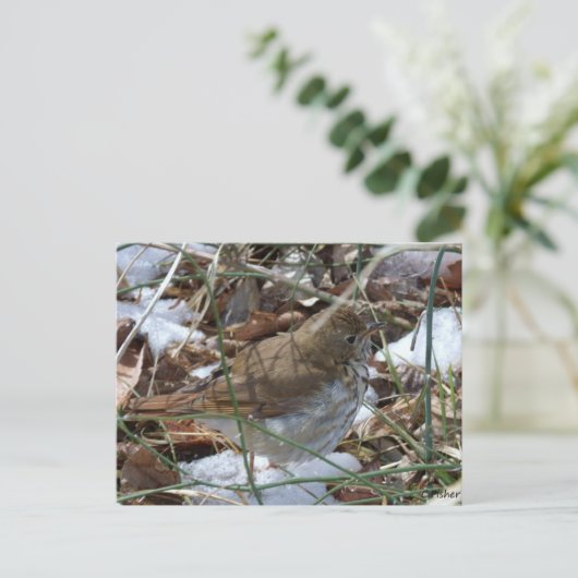 Carte Postale Hermite Thrush (Debout devant)