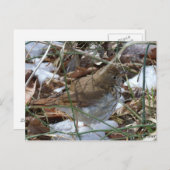 Carte Postale Hermite Thrush (Devant / Derrière)