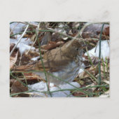 Carte Postale Hermite Thrush (Devant)