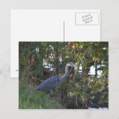 Carte Postale Heron (Devant / Derrière)