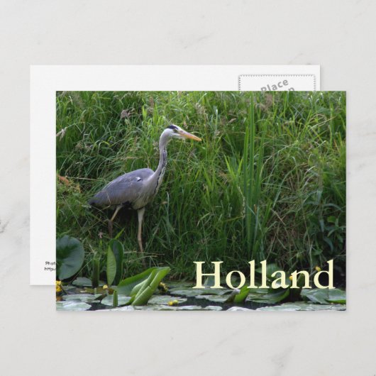 Carte Postale Héron (Devant / Derrière)