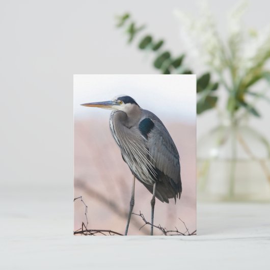 Carte postale Heron (Debout devant)