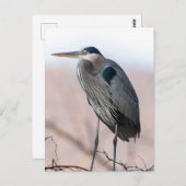 Carte postale Heron (Devant / Derrière)