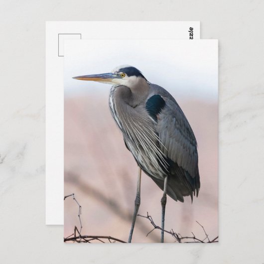 Carte postale Heron (Devant / Derrière)