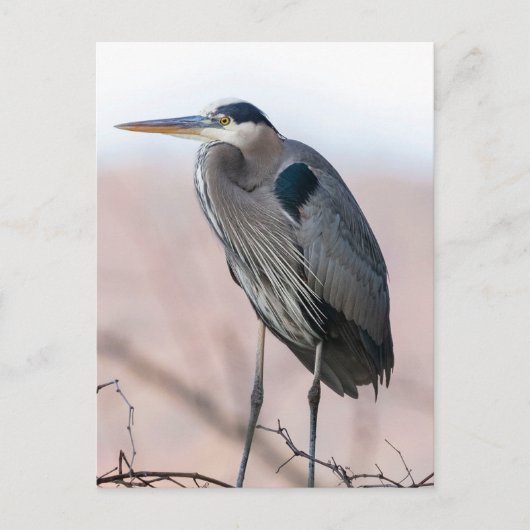 Carte postale Heron (Devant)