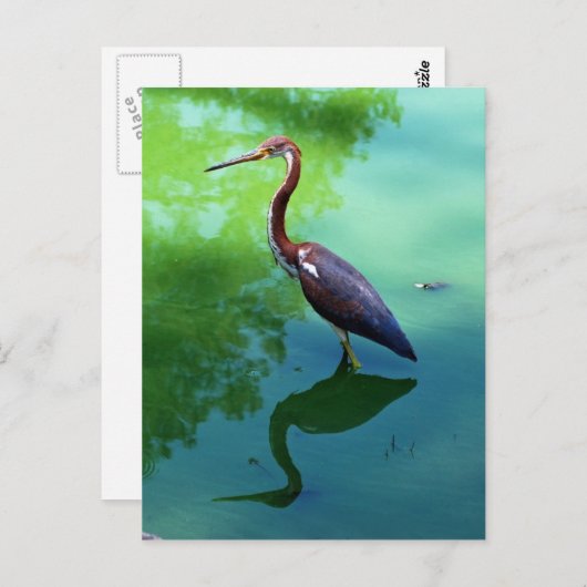 Carte Postale Heron (Devant / Derrière)