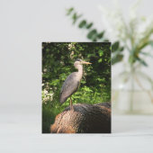Carte Postale Heron (Debout devant)