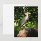 Carte Postale Heron (Devant / Derrière)