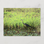Carte Postale Heron 6449 (Devant)