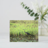 Carte Postale Heron 6449 (Debout devant)