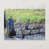 Carte Postale Heron 6467 (Devant)