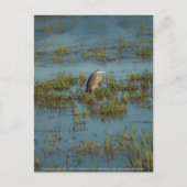 Carte Postale Heron 6937 (Devant)