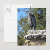 Carte Postale Héron barbu (Devant / Derrière)