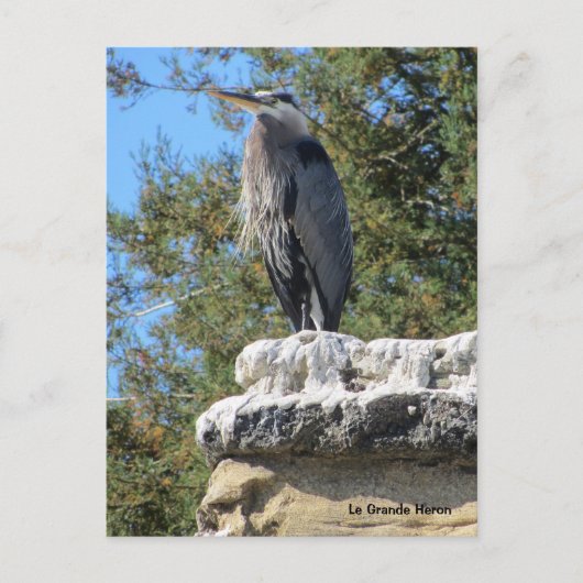 Carte Postale Héron barbu (Devant)